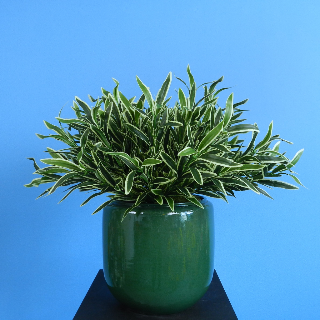 Rent this green houseplant | artificial plant at BIYU. Houseplant in green pot from ReFlower, ideal for wedding, dinner, and other events. 
